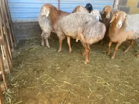 Widder, Rhon sheep — Foto 1