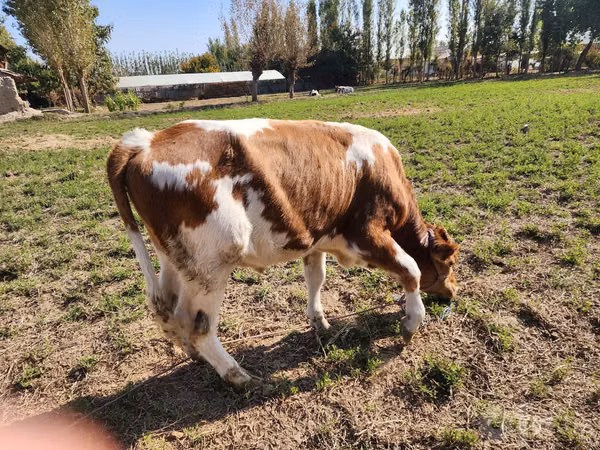 Bulle, Simmental cattle