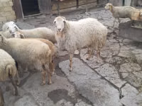 Ovejas (lote, sexo no especificado), Ovejas — foto 4