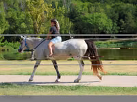 Азаргагүй морь, Skyros Pony — 6 зураг