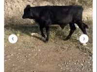 Toro, Aberdeen-Angus — foto 1