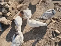 Ducks — फ़ोटो 2