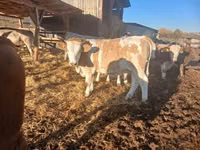 母牛, Hungarian Grey breed — 照片 5