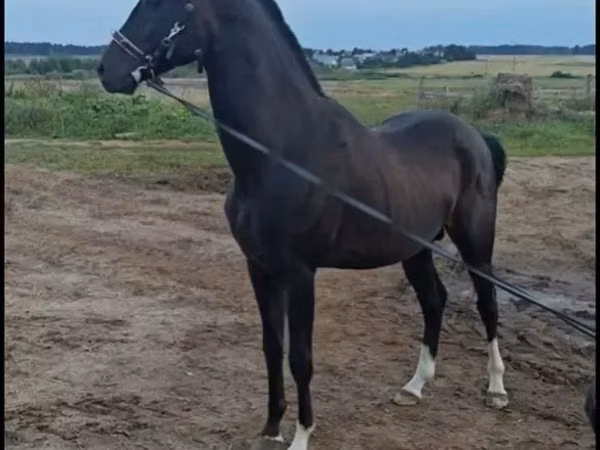 Hengst, Akhal-Teke