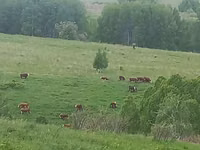 Cow, Simmental cattle — photo 5