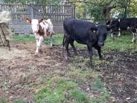 गाय, Simmental cattle — फ़ोटो 8
