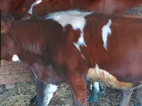 母牛, Cattle — 照片 3