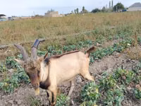 Billy Goat, Alpine goat — photo 1