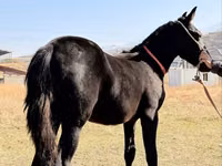 घोड़ा, Arabian horse — फ़ोटो 8