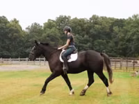 Адуу, Percheron — 7 зураг