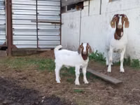عنزة, Saanen goat — الصورة 2