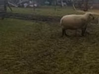 Хуц, Shroshire sheep — 1 зураг