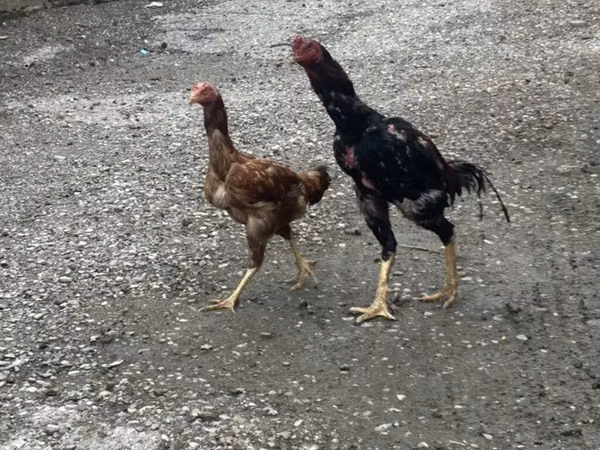 Chickens