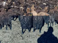 भेड़ें (लॉट, लिंग निर्दिष्ट नहीं), Karachay sheep — फ़ोटो 6