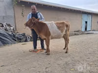 母牛, Simmental cattle — 照片 1