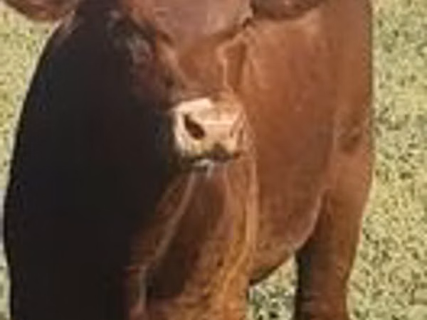 Bulle, Aberdeen-Angus