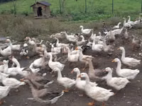 Geese — 照片 1