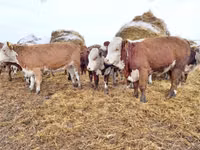 Бух, Russian Black pied cattle — 8 зураг