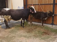 母牛, Alatau breed — 照片 5