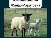 كبش, Gorkov sheep — الصورة 2