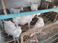عنزة, Russian White goat — الصورة 8