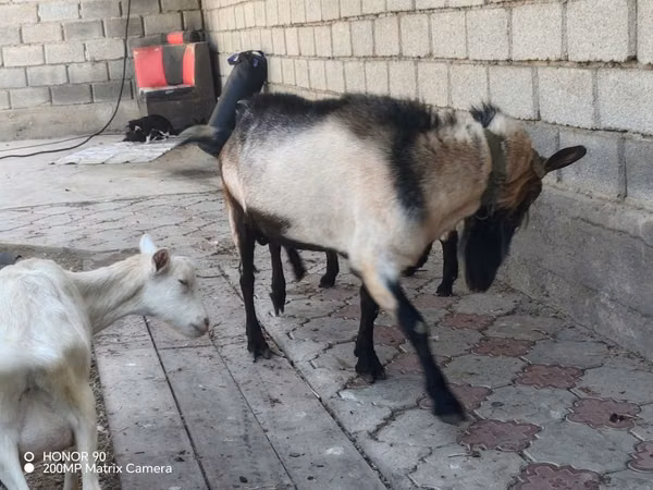 تيس, Alpine goat
