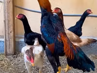 Chickens — الصورة 3