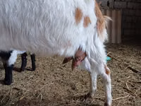 Billy Goat, Nubian Goat — photo 2