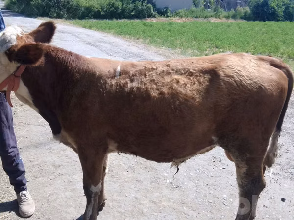 Bulle, Simmental cattle