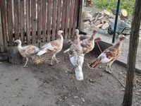 Turkeys — photo 2