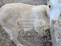 عنزة, Megrelian goat — الصورة 3
