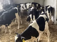 Бух, Russian Black pied cattle — 2 зураг