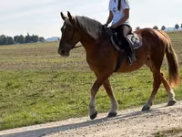 Caballo, Caballos — foto 2