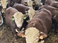 Bull, Cattle — photo 1