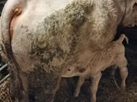 सांड, Charolais cattle — फ़ोटो 3