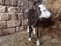 Kuh, Russian Black pied cattle — Foto 4