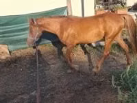 母马, Horses — 照片 2