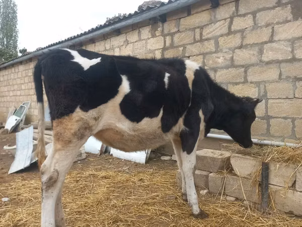 ثور, Russian Black pied cattle