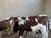 Cattle (batch, sex not specified), Simmental cattle — photo 1