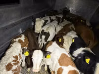 牛只（批次，未指定性别）, Simmental cattle — 照片 2
