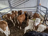 Үхэр (бүлэг, хүйс заагаагүй), Simmental cattle — 2 зураг