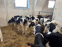 Bulle, Holstein-Rasse — Foto 1