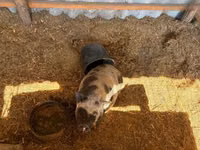 Sow, Pigs — photo 6