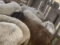 Хонь, Blackheaded Persian sheep — 1 зураг