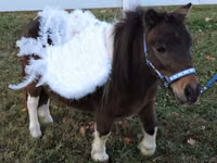 母马, Miniature horse — 照片 6