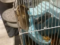 7 ədəd hamster və qəfəs dəsti - Növ: xırda ev heyvanı (hamster) - — фото 3