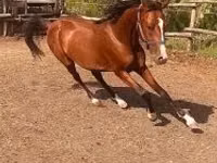 Адуу, Arabian horse — 4 зураг