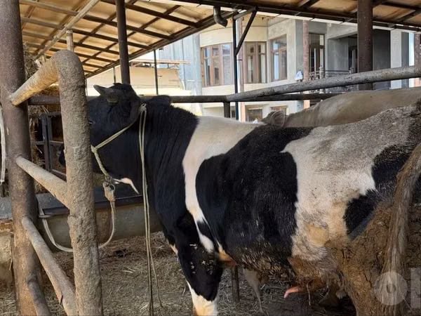 Бух, Russian Black pied cattle