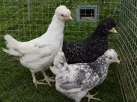 Chickens — photo 5