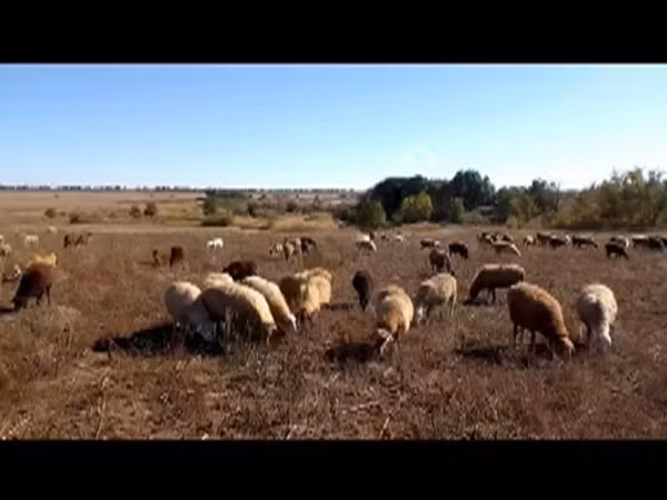 Oveja, Ovejas — Rusia